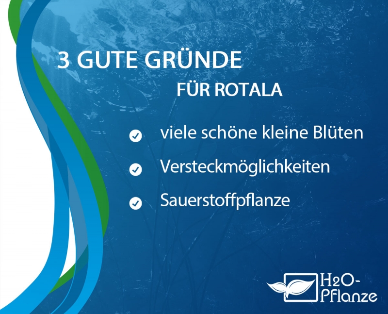 rundblättriger Rotala - Rotala rotundifolia